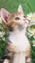 New 128x160 mobile wallpapers Animals, Cats free download.