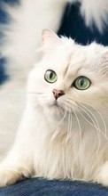 New 540x960 mobile wallpapers Animals, Cats free download.