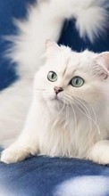 New mobile wallpapers - free download. Animals, Cats picture and image for mobile phones.