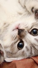 New 240x400 mobile wallpapers Animals, Cats free download.