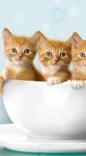 New 320x480 mobile wallpapers Animals, Cats free download.