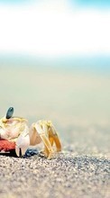 New mobile wallpapers - free download. Crabs, Sand, Animals picture and image for mobile phones.