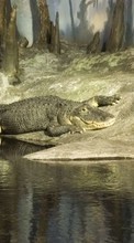 New mobile wallpapers - free download. Crocodiles, Animals picture and image for mobile phones.