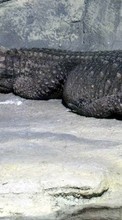 New mobile wallpapers - free download. Crocodiles,Animals picture and image for mobile phones.