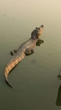 New mobile wallpapers - free download. Crocodiles,Animals picture and image for mobile phones.