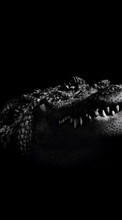 New 240x320 mobile wallpapers Animals, Crocodiles free download.