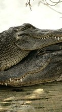 New mobile wallpapers - free download. Animals, Crocodiles picture and image for mobile phones.
