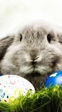 New mobile wallpapers - free download. Rabbits, Easter, Holidays, Animals picture and image for mobile phones.
