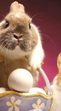New mobile wallpapers - free download. Rabbits,Easter,Holidays,Animals picture and image for mobile phones.