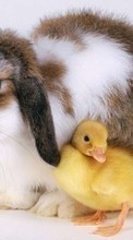 New mobile wallpapers - free download. Rabbits, Birds, Ducks, Animals picture and image for mobile phones.