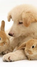 New mobile wallpapers - free download. Rabbits, Dogs, Animals picture and image for mobile phones.