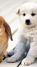 New mobile wallpapers - free download. Rabbits, Dogs, Animals picture and image for mobile phones.