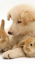 New mobile wallpapers - free download. Rabbits,Dogs,Animals picture and image for mobile phones.