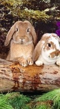 Animals, Rodents, Rabbits for BlackBerry Torch 9810
