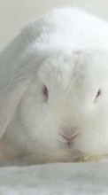Rabbits, Animals for Samsung Monte S5620