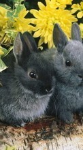 Rabbits, Animals for Apple iPad Air 2
