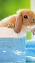 New mobile wallpapers - free download. Rabbits, Animals picture and image for mobile phones.