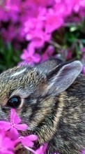 New mobile wallpapers - free download. Rabbits, Animals picture and image for mobile phones.