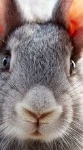 Rabbits,Animals for LG Optimus Hub E510