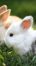Rabbits,Animals for Samsung Galaxy Note 20
