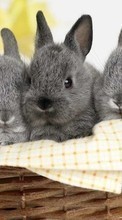 Rabbits,Animals for Micromax Q324