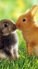 New mobile wallpapers - free download. Rabbits,Animals picture and image for mobile phones.