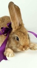 Rabbits,Animals for Samsung Galaxy Spica