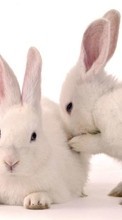 Rabbits,Animals for Samsung Galaxy On5