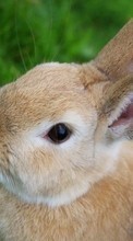 Rabbits,Animals for Samsung Omnia HD i8910