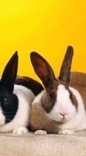 New mobile wallpapers - free download. Animals, Rabbits picture and image for mobile phones.