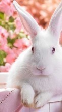 New mobile wallpapers - free download. Rabbits,Animals picture and image for mobile phones.