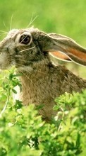 New 320x240 mobile wallpapers Animals, Rodents, Rabbits free download.