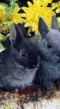 New 320x480 mobile wallpapers Animals, Rabbits free download.
