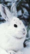 New mobile wallpapers - free download. Animals, Winter, Rabbits picture and image for mobile phones.