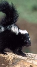 New 360x640 mobile wallpapers Animals, Skunks free download.