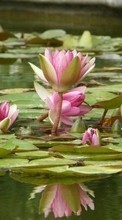 New mobile wallpapers - free download. Water lilies,Plants picture and image for mobile phones.