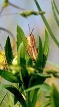 New mobile wallpapers - free download. Grasshoppers,Insects picture and image for mobile phones.