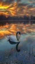 New mobile wallpapers - free download. Swans, Lakes, Landscape, Birds, Sunset, Animals picture and image for mobile phones.