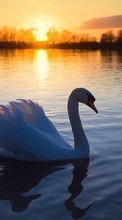 New mobile wallpapers - free download. Swans, Lakes, Landscape, Sunset, Animals picture and image for mobile phones.