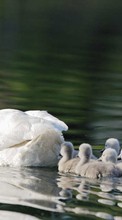 New mobile wallpapers - free download. Swans,Landscape,Birds picture and image for mobile phones.