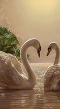 New mobile wallpapers - free download. Swans,Birds,Pictures picture and image for mobile phones.