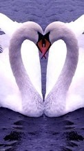 New 240x400 mobile wallpapers Animals, Birds, Hearts, Swans, Love, Valentine&#039;s day free download.