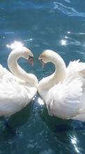 New 320x480 mobile wallpapers Animals, Birds, Water, Swans free download.