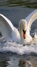 New 128x160 mobile wallpapers Animals, Birds, Water, Swans free download.
