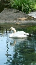 New 360x640 mobile wallpapers Animals, Birds, Swans free download.