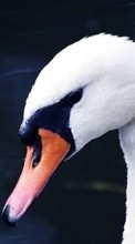 New 720x1280 mobile wallpapers Animals, Birds, Swans free download.