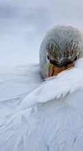 Swans, Birds, Animals for HTC Salsa