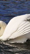 New mobile wallpapers - free download. Swans,Birds,Animals picture and image for mobile phones.