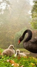 Swans,Birds,Animals for Samsung Wave Y S5380