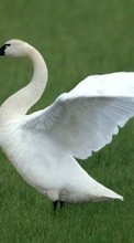 New mobile wallpapers - free download. Swans,Birds,Animals picture and image for mobile phones.